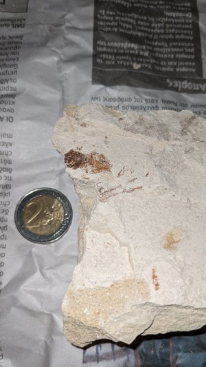 Spine and (?)head
