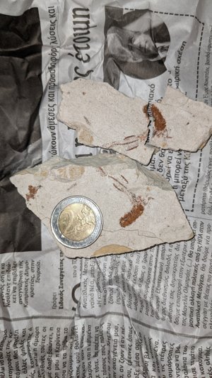 Spine and (?)head