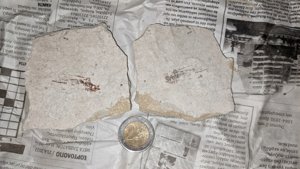 Spine and (?)part of body