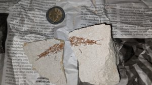Unknown fish