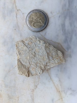 Molds of at least seven individuals; the original shell material doesn't seem to be preserved