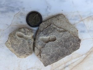 Unknown. Possibly a mollusc?