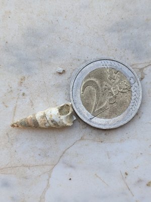 Broken, ~2.5cm length