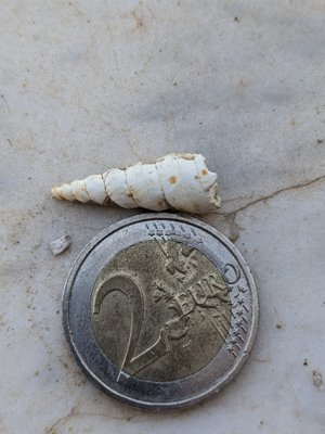 Broken, ~2.5cm length