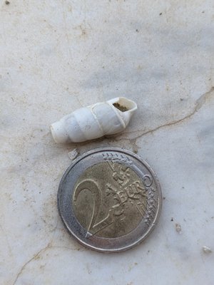Broken, ~2cm length
