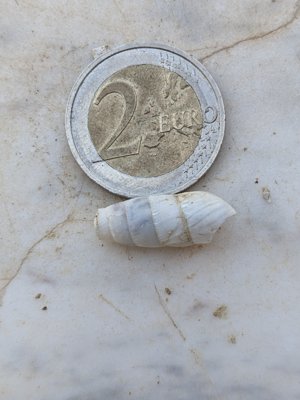 Broken, ~2cm length