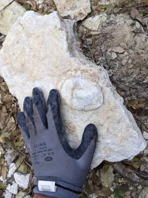 In-situ, in a riverbed. Very eroded
