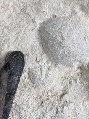 After digging up