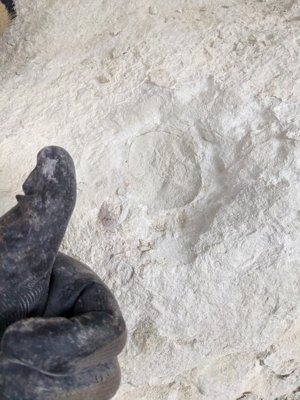 The sample has been removed from the rock