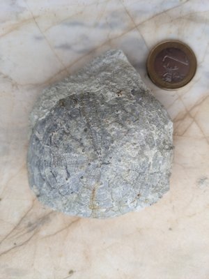 Apical view