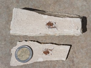 Spine and (?)head