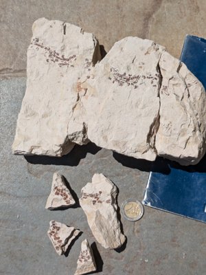 Scales (of a fish?), elongated shape. 7 fragments