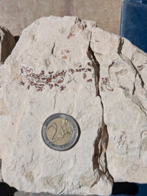 Large fragments. Side Α