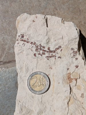 Large fragment. Side B