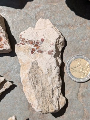 Small fragment D, detail