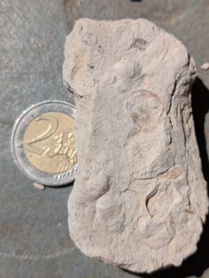 3-4 shells. One likely of the genus Venus