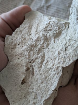 Conical impressions.