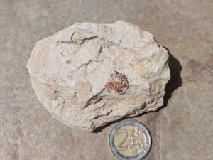 Scale
