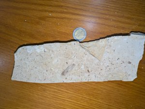 Various plant(?) impressions