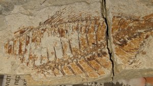 Unknown fish - body detail