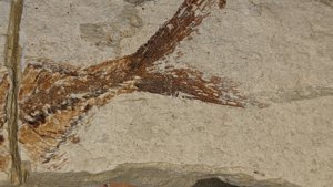 Unknown fish - tail detail