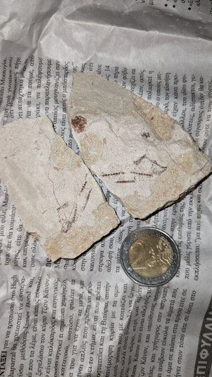 Spine and (?)fins