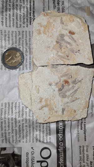 Scale and (?)plant remains
