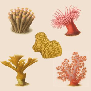 anthozoa