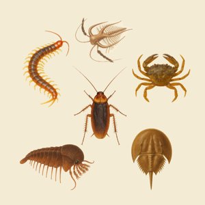 arthropoda