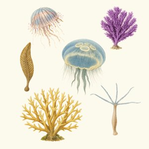 cnidaria