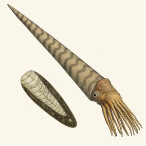 orthoceras