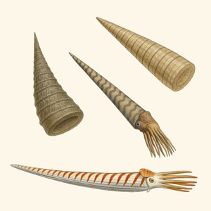 orthoceratoidea
