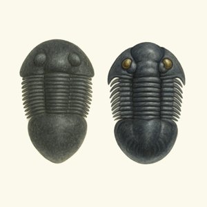 paralejurus