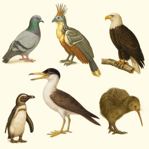 aves