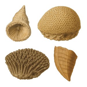 rugosa