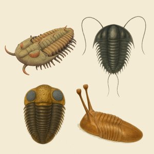trilobita
