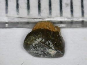 Measurement 2-3mm