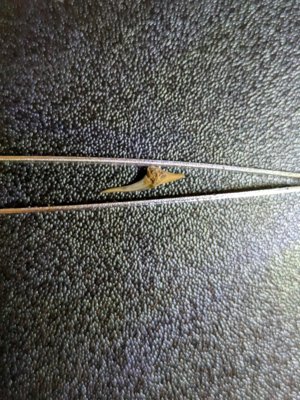 Lateral view, The sigmoidal curve of the tooth is visible.