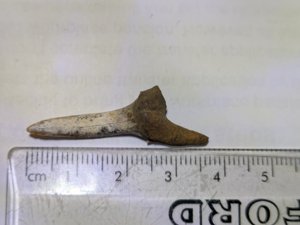 Anterior tooth. Measurement 3.6cm