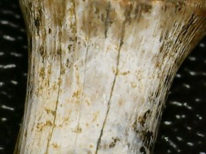Worn striations under microscope