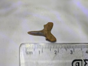 Lateral tooth. Measurement 1.8cm