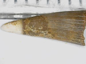 Tooth. Measurement 7-8mm