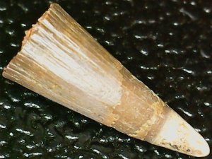 The characteristic white tip of the tooth can be seen