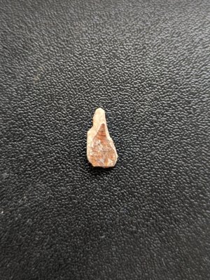 The scale looks leaf-shaped