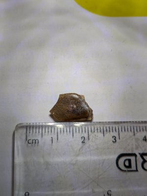 Scale fragment. Measurement 12-13mm