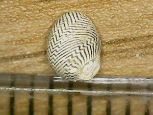 Measurement 3-4mm