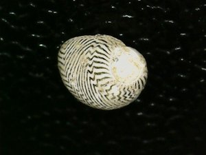 Dorsal view