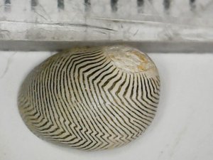 Measurement 5-6mm