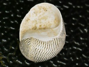 Ventral view