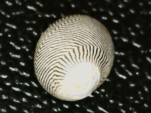 Dorsal view